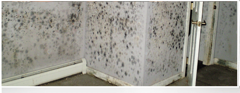 Mold Removal